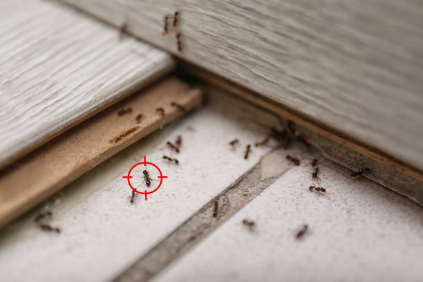 Best Ant Control Services  in Lake Katrine, NY