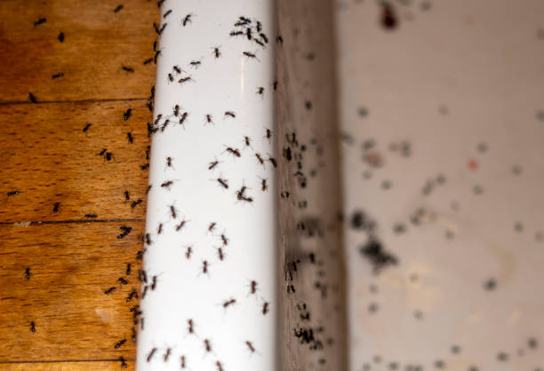 Best Termite Control Services  in Lake Katrine, NY
