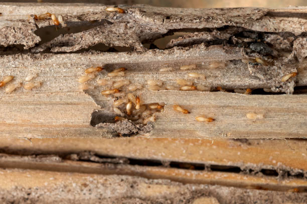 Spider Control Near Me in Lake Katrine, NY
