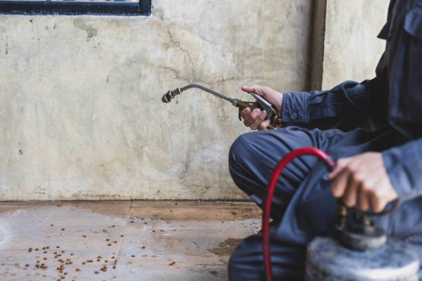 Wasp Removal Services in Lake Katrine, NY